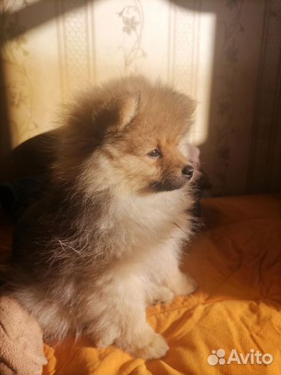 Передержка животных