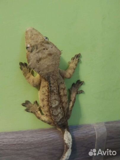 Реснитчатый бананоед