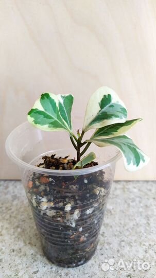 Фикусы разные