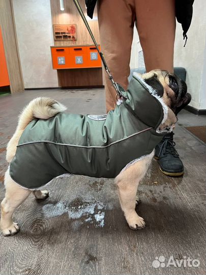 Зимняя попона для собак