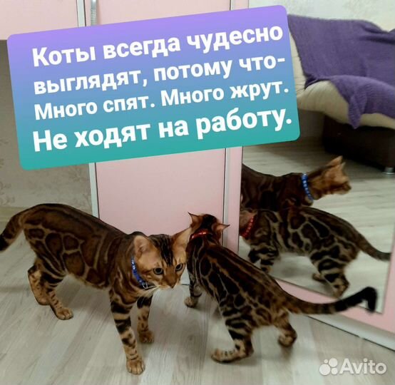 Бенгальский кот для вязки