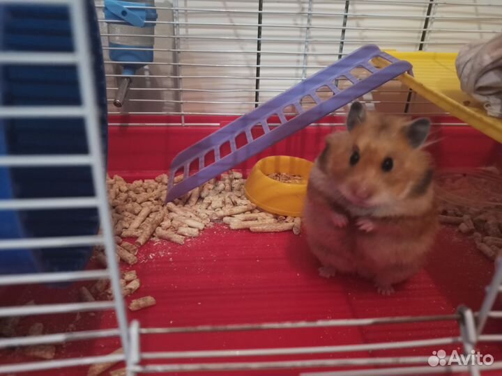 Сирийский хомяк(детки)