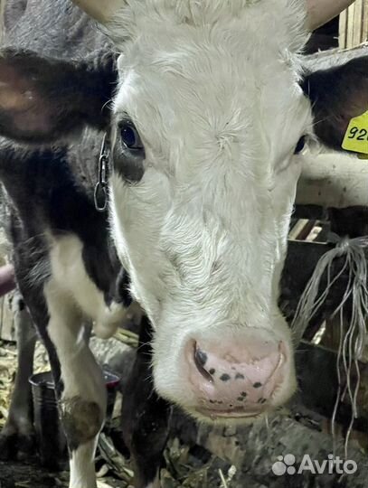 Молоко коровье цельное, доставка