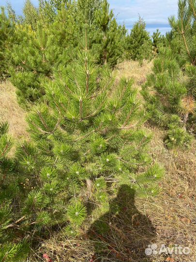 Крымская сосна (Елец)