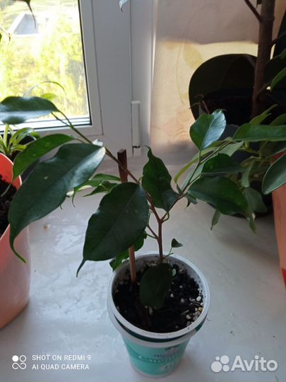 Фикус бенджамина