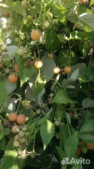 Саженцы желтой малины