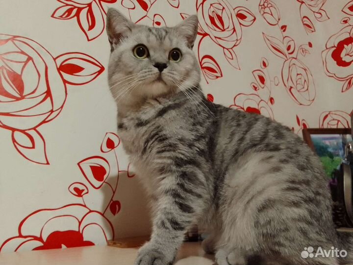 Вязка с британским котом