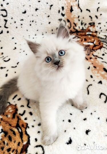 Британский котенок