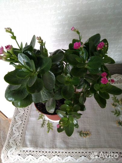 Фиалки, Китайская роза
