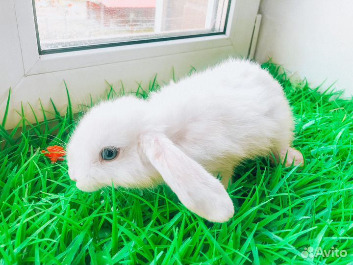Карликовые крольчата - Большой выбор крольчат