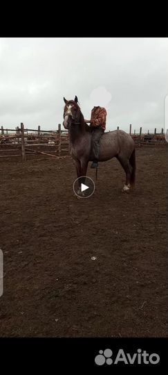 Телята, лошади