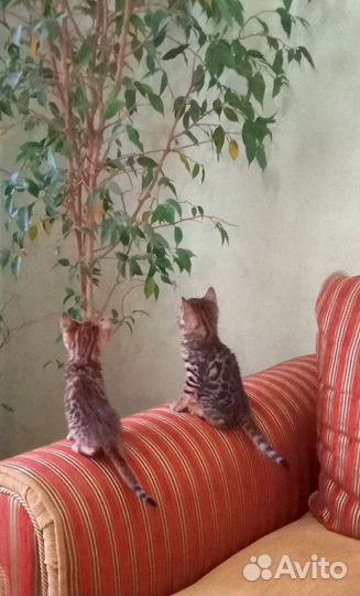 Бенгальские котята