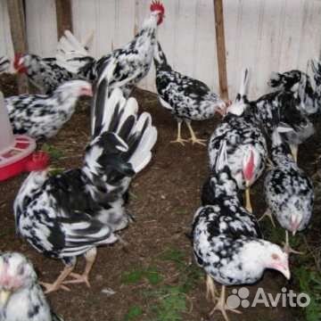 Куры легорн долматинец, инкубационное яйцо