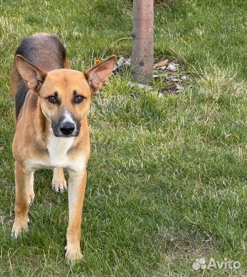 Собака кобель на охрану