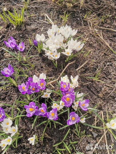 Многолетники