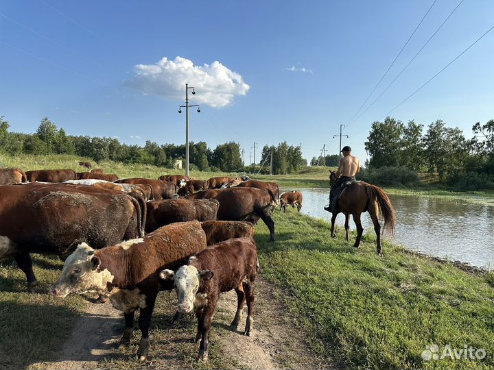 Коровы быки Герефорды