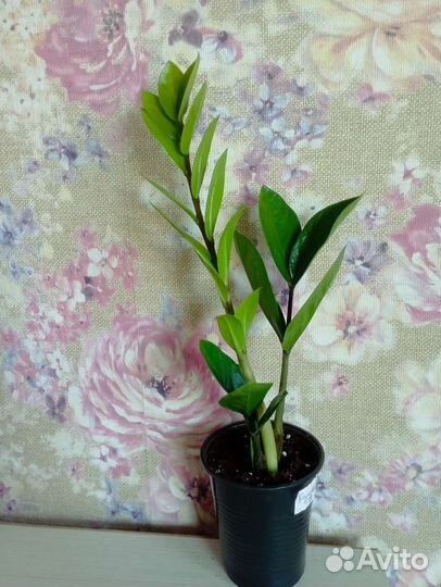 Замиокулькас картошка мощная