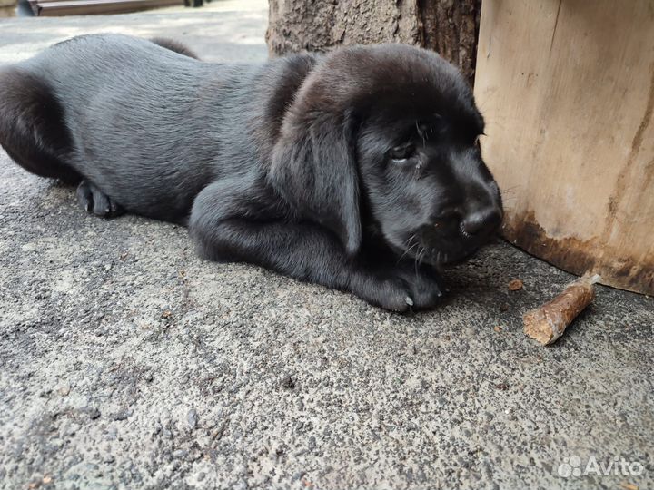 Щенки лабрадора черные