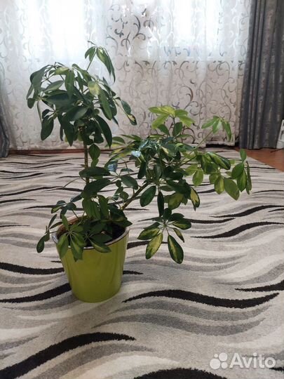 Комнатные цветы шефлера