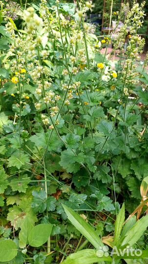 Цветы для сада