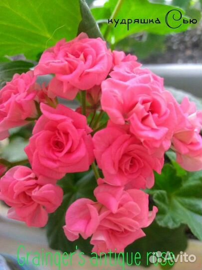 Пеларгонии сортовые