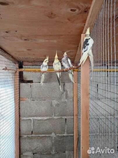 Попугай корелл