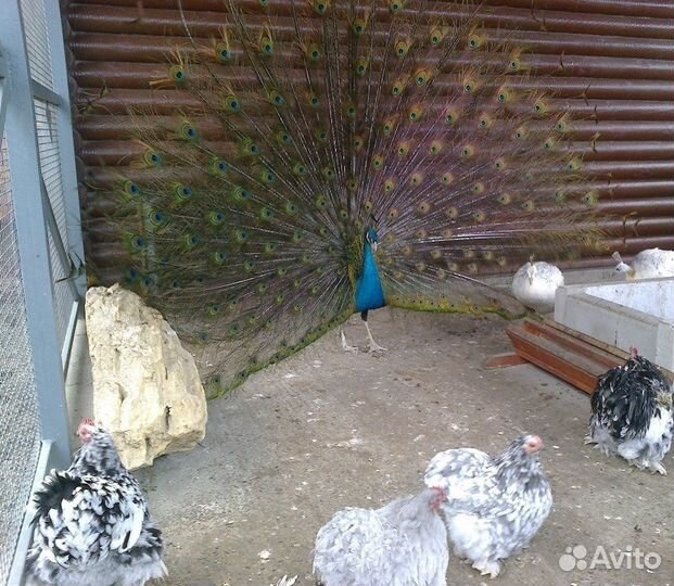 Птичий дворик