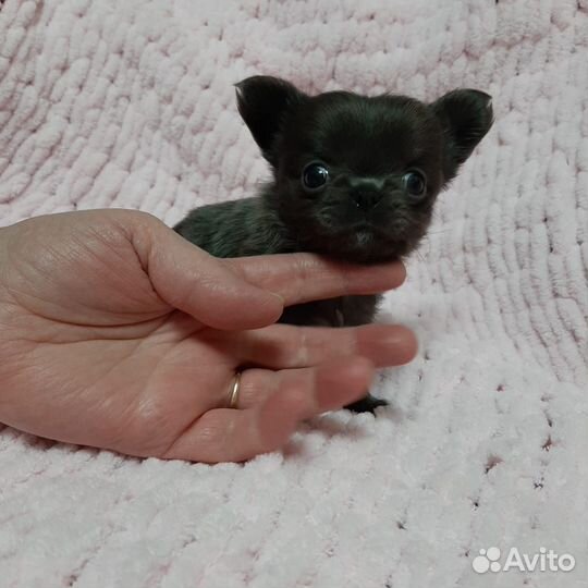 Щенки чихуахуа длинношерстные мини