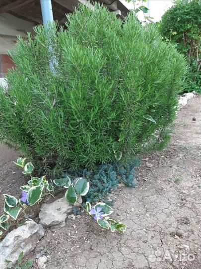 Розмарин,жимолость