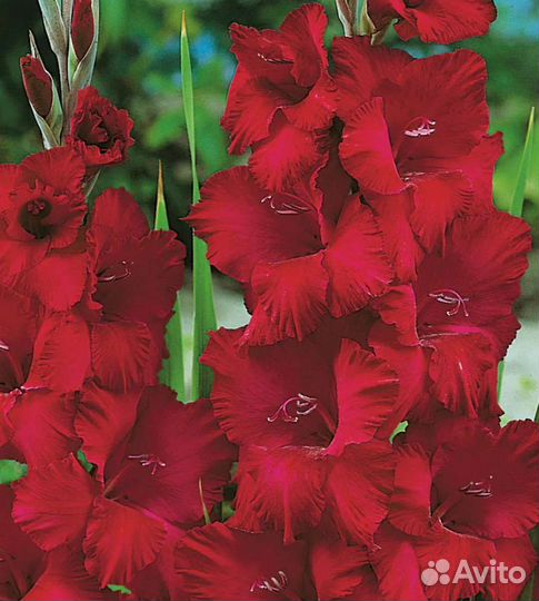 Тюльпаны Георгины Гладиолусы луковицы