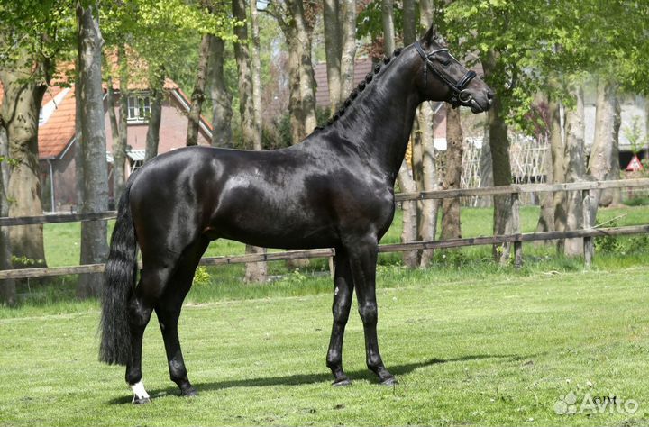 Kwpn Жеребец на случку