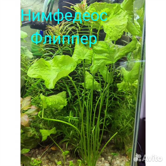 Аквариумные растения, прополка