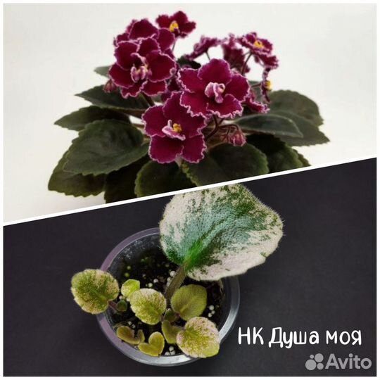 Детки сортовых фиалок