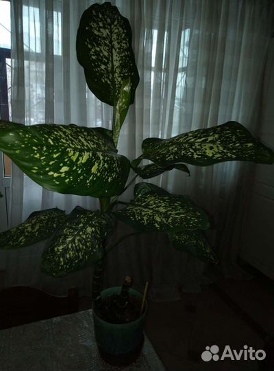 Диффенбахия