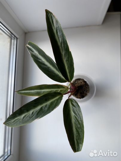 Строманта триколор