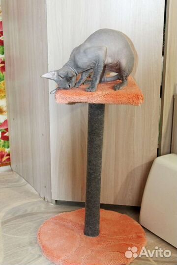 Когтеточка