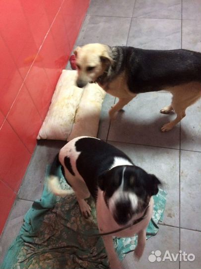 Передержка домашних питомцев