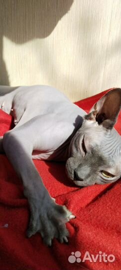 Канадский Сфинкс