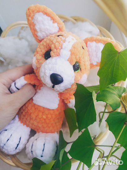 Корги щенок