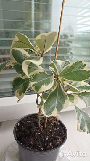 Фикус триангулярис