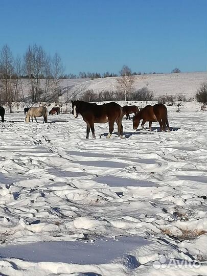 Продам табун лошадей 60 голов