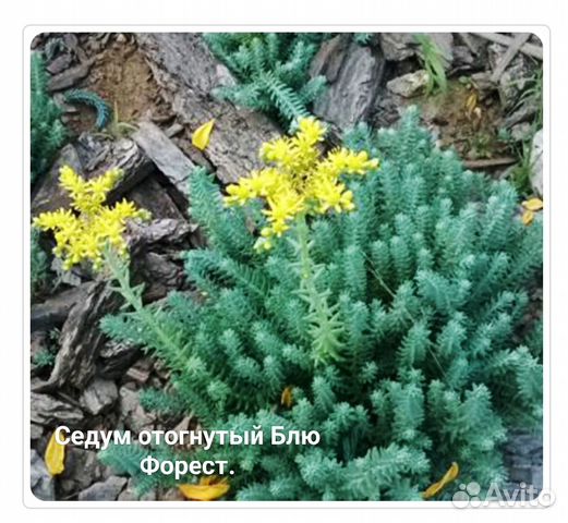 Седум, Ясколка