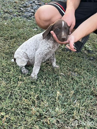 Щенки курцхаара