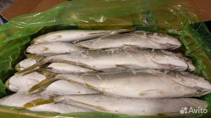 Лакедра н/р (желтохвост) 0,8-1,1 Корея пласт 20 кг