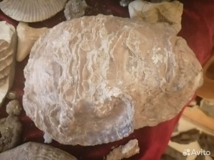 Аммониты Горный хрусталь Септарии Окаменелости