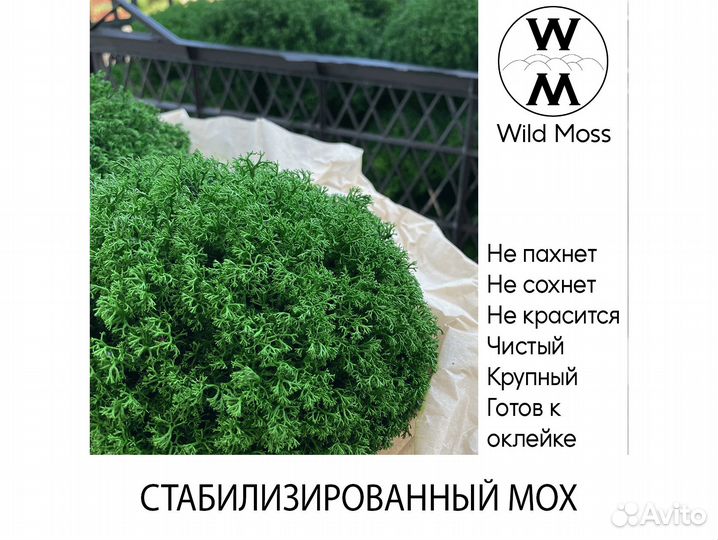 Стабилизированный мох