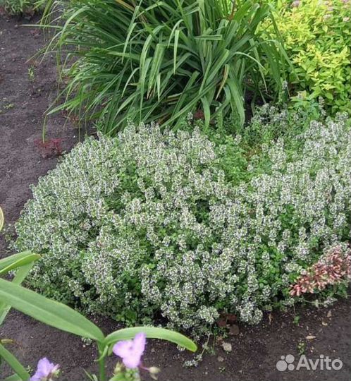 Тимьян (чабрец) садовый