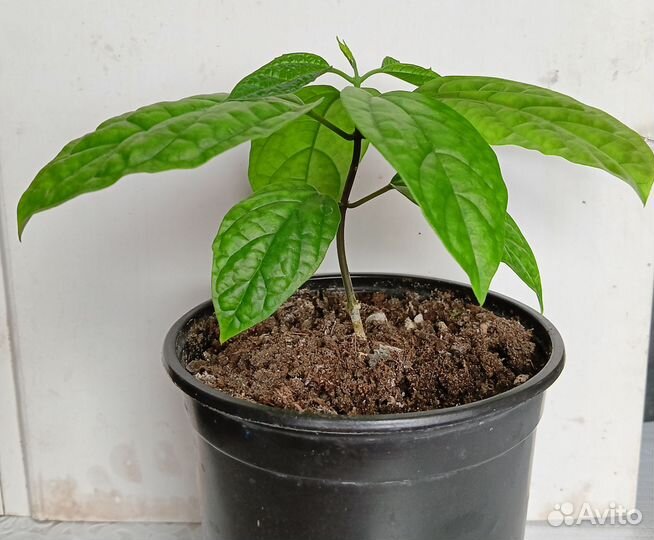 Клеродендрум Томпсон