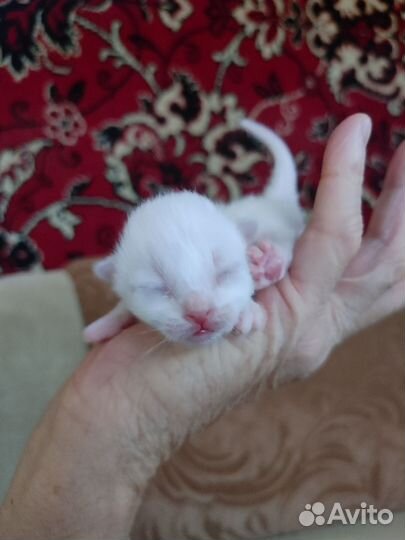 Котята Священная Бирма