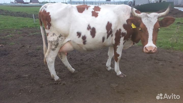Коровы дойные молочные